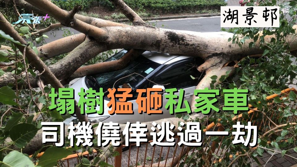 湖景邨塌樹猛砸私家車 司機僥倖逃過一劫