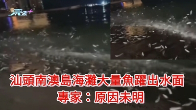 有片｜地震先兆？汕頭南澳島海灘大量魚躍出水面 專家：原因未明