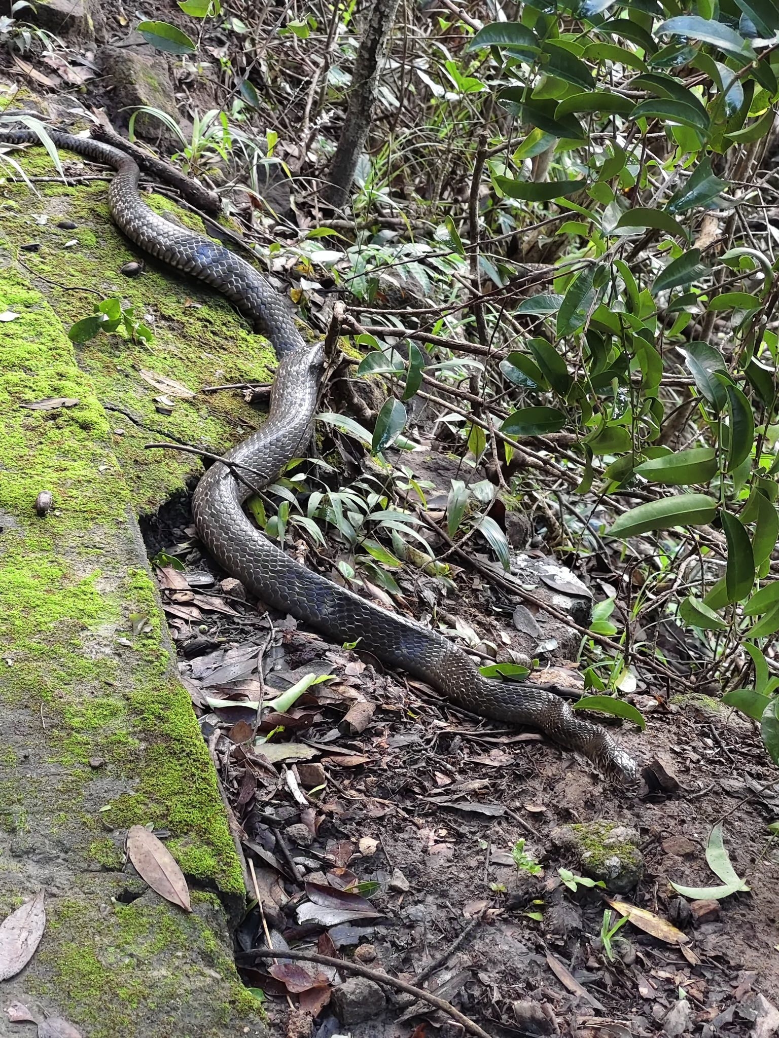 東張西望報料｜港島山頂公園近日屢見蛇蹤。報料者：公園小食亭都有。(觀眾陳先生報料)