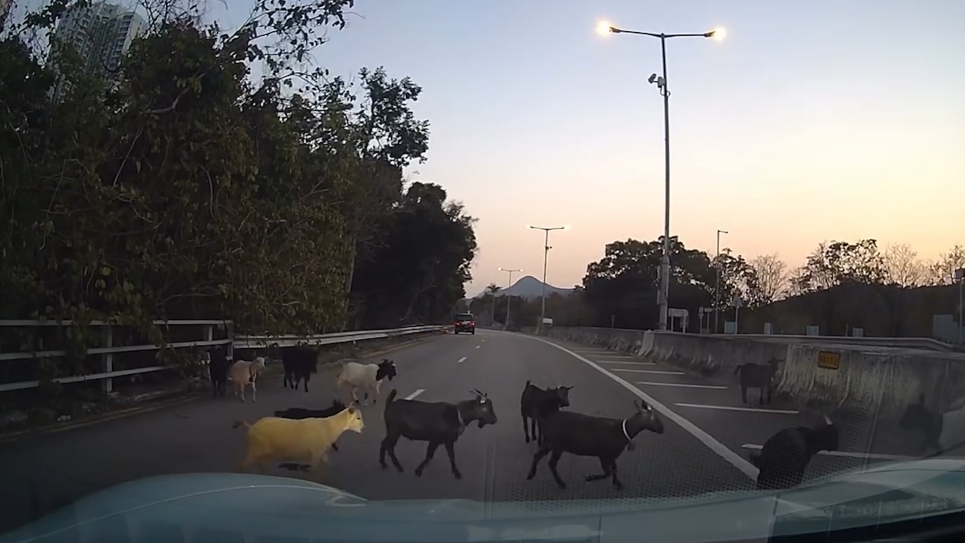 車Cam直擊｜山羊上高速公路勁得意　車主禮讓「過馬路」：日日都咁樣行