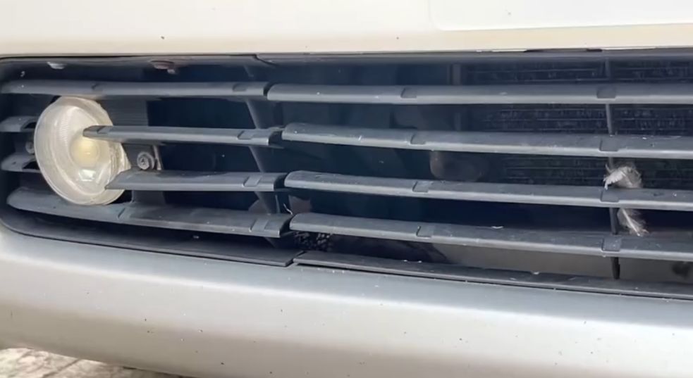 港車主泵把離奇藏「咕姑固」惹熱議　珠頸斑鳩竟是受保護動物