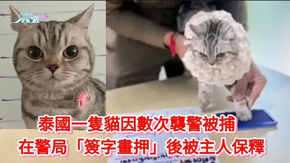 泰國一隻貓因數次襲警被捕 在警局「簽字畫押」後被主人保釋