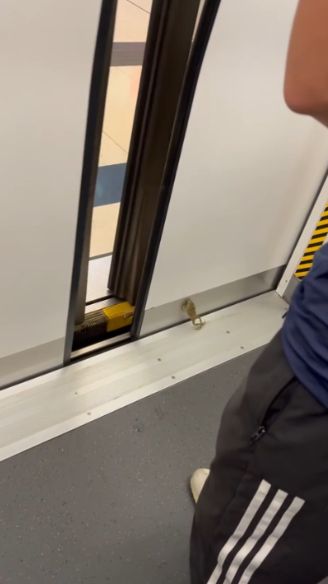 港鐵屯馬線驚現青蛙坐車仲識落車　網民：真係旅行青蛙
