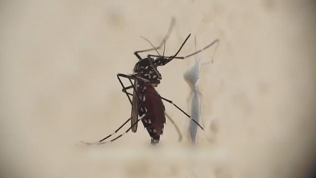 基孔肯雅熱｜患者居沙田九肚村及西營盤縉城峰　患者分別曾到印度澳門珠海