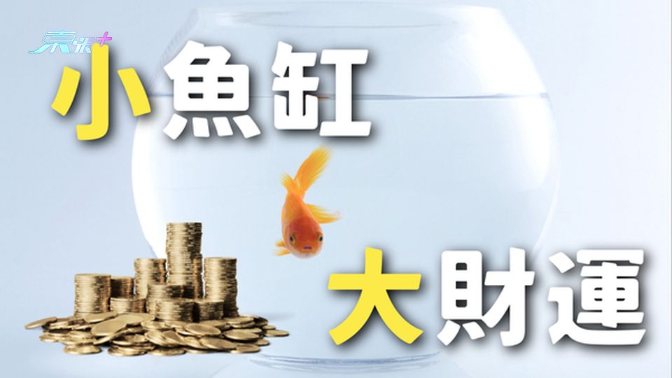 小魚缸大財運🐠風水與養魚的藝術