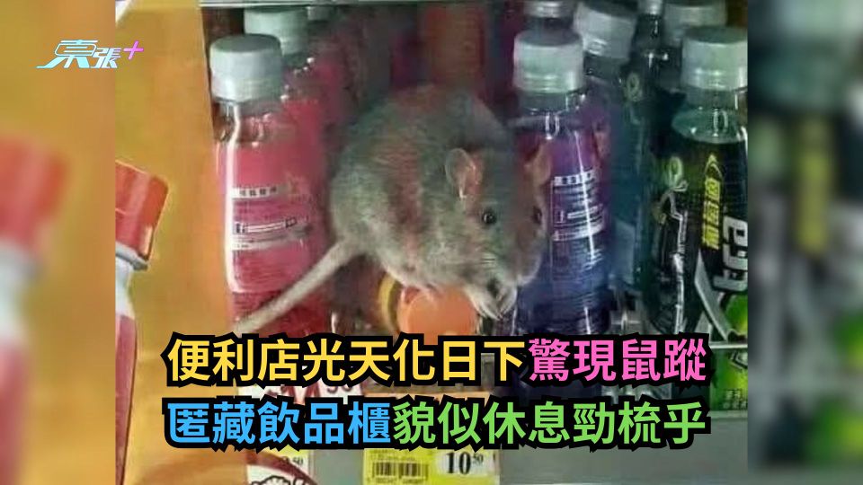 有圖｜便利店光天化日下驚現鼠蹤　匿藏飲品櫃貌似休息勁梳乎-東張+