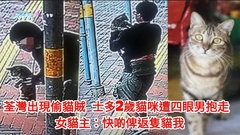 荃灣出現偷貓賊 士多2歲貓咪遭四眼男抱走 女貓主：快啲俾返隻貓我