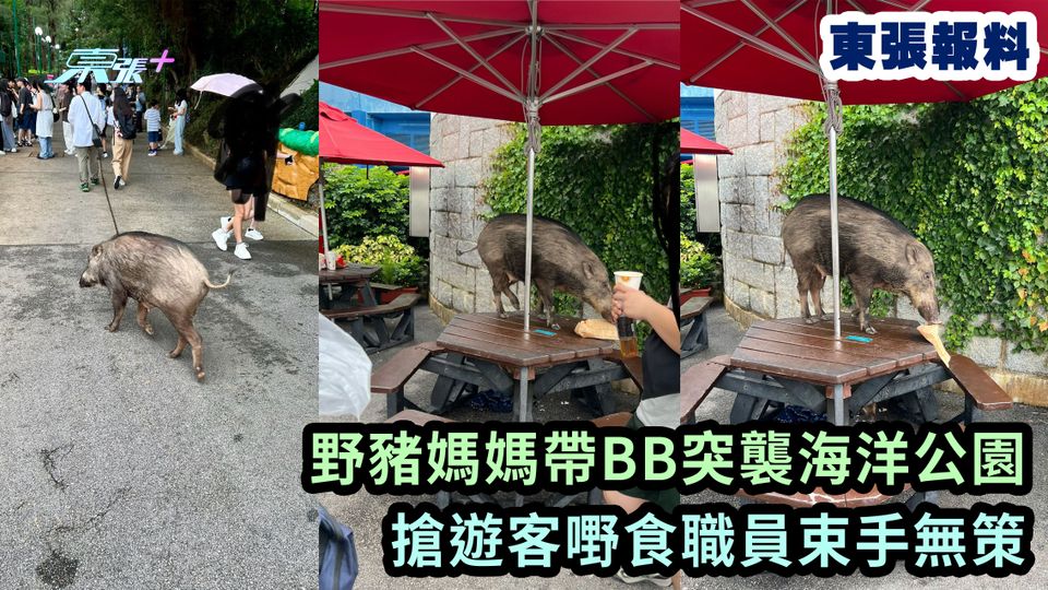 東張報料。多圖｜野豬媽媽帶BB突襲海洋公園 搶遊客嘢食職員束手無策