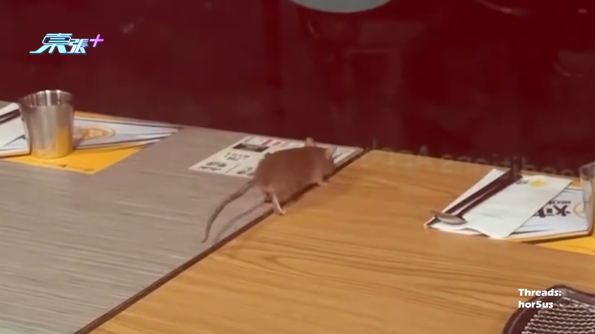 荃新天地韓燒餐廳老鼠出沒走上桌　爬來爬去勁恐怖嚇到片主爆曬粗
