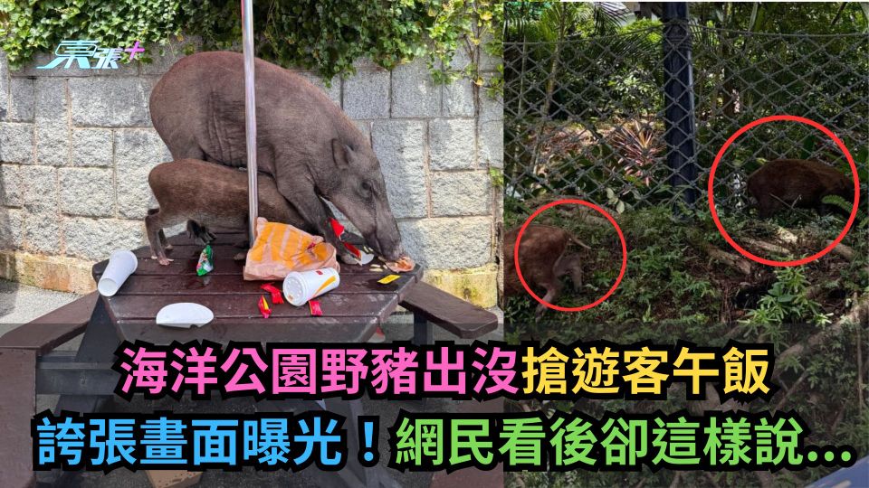 海洋公園野豬出沒搶遊客午飯誇張畫面曝光！網民看後卻這樣說...