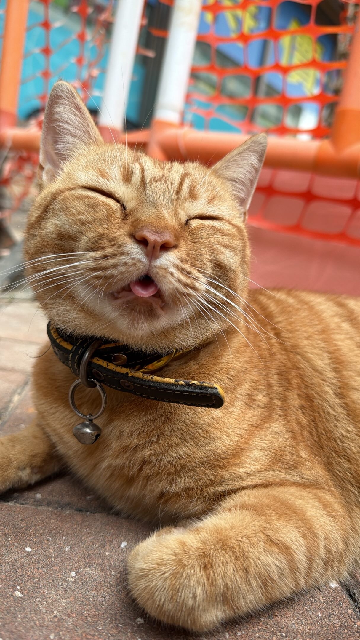 不少網民留言表示，自己曾遇過同一隻貓，並分享舊照