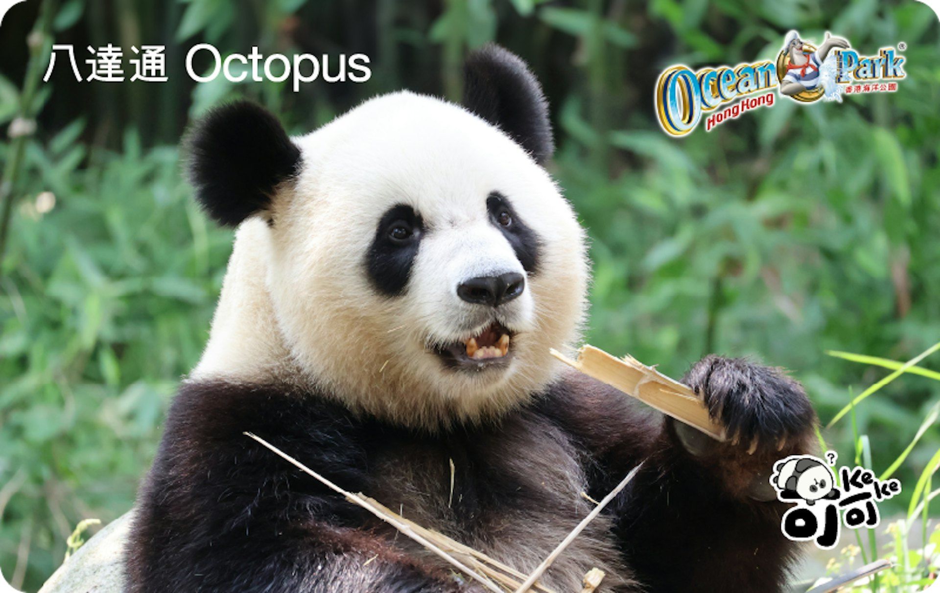 大熊貓珍藏版八達通