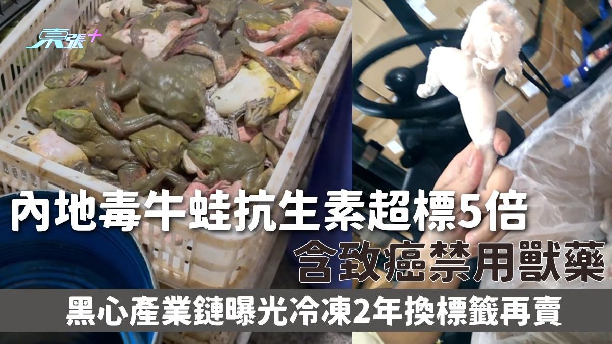 黑心食品｜內地毒牛蛙抗生素超標5倍 含致癌禁用獸藥 黑心產業鏈曝光 冷凍2年換標籤再賣