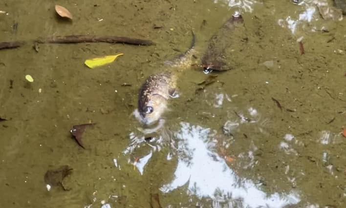 九龍公園水池大清洗「疑抽乾水」，康文署證3條魚缺水慘死。（龜途Facebook）