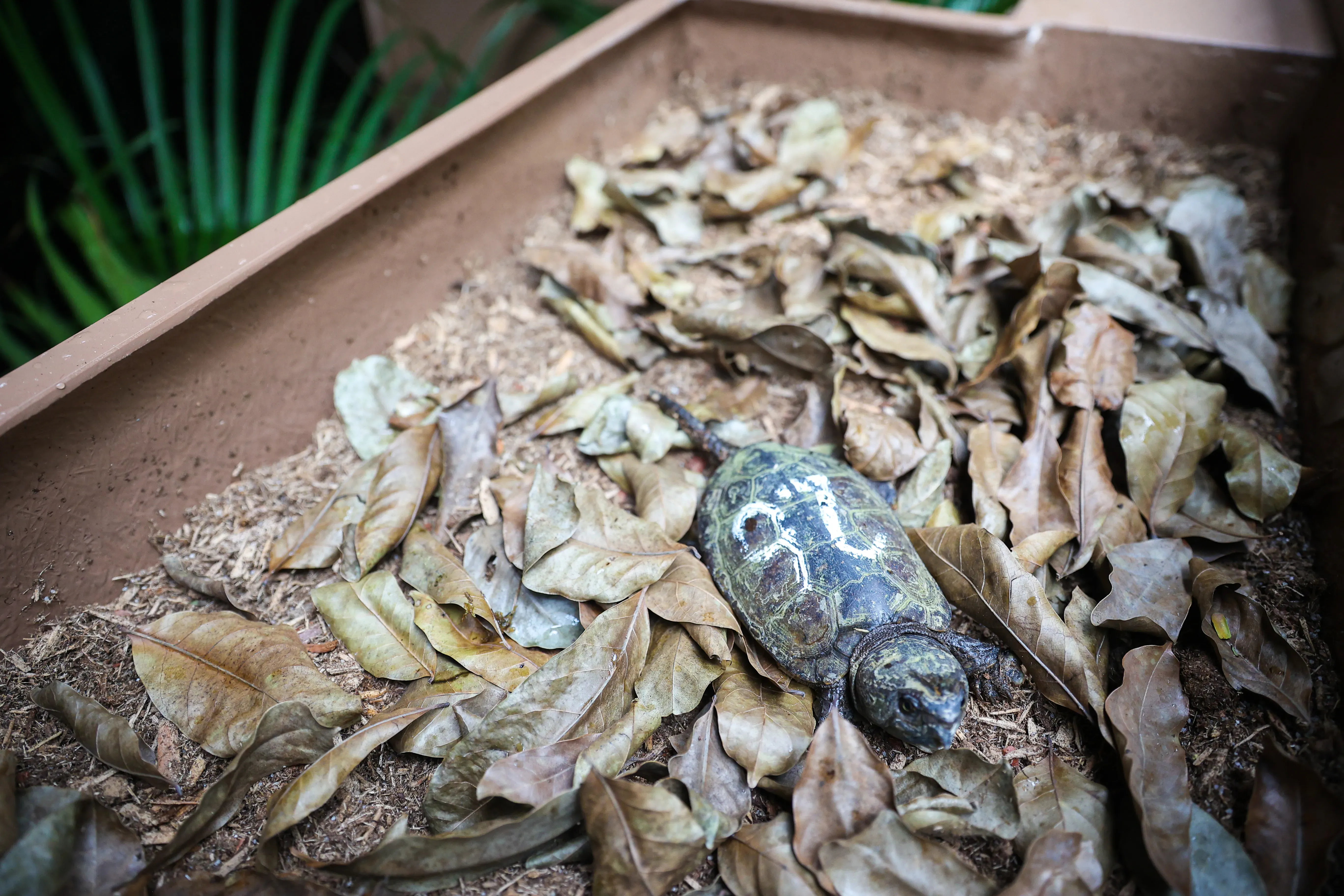 港產「極危」大頭龜