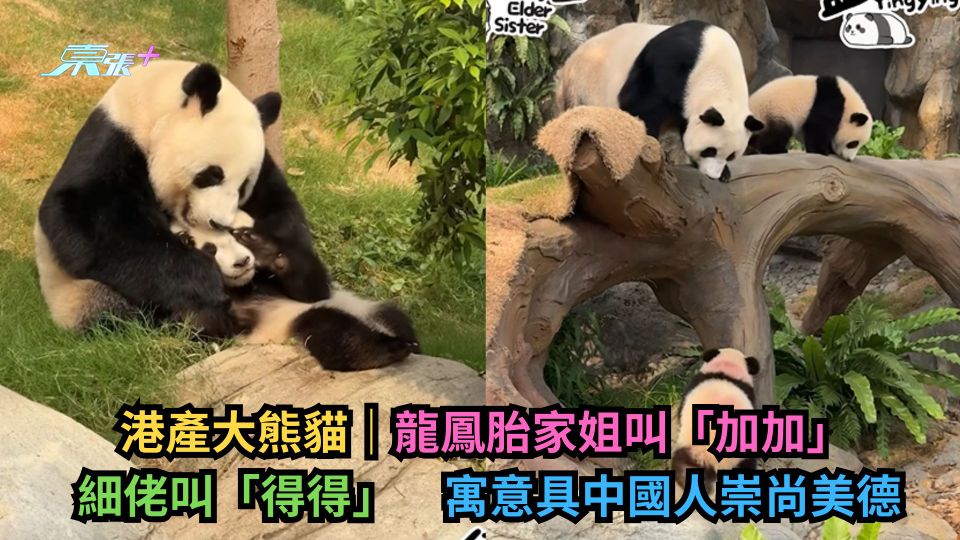 港產大熊貓｜龍鳳胎家姐叫「加加」　細佬叫「得得」　寓意具中國人崇尚美德