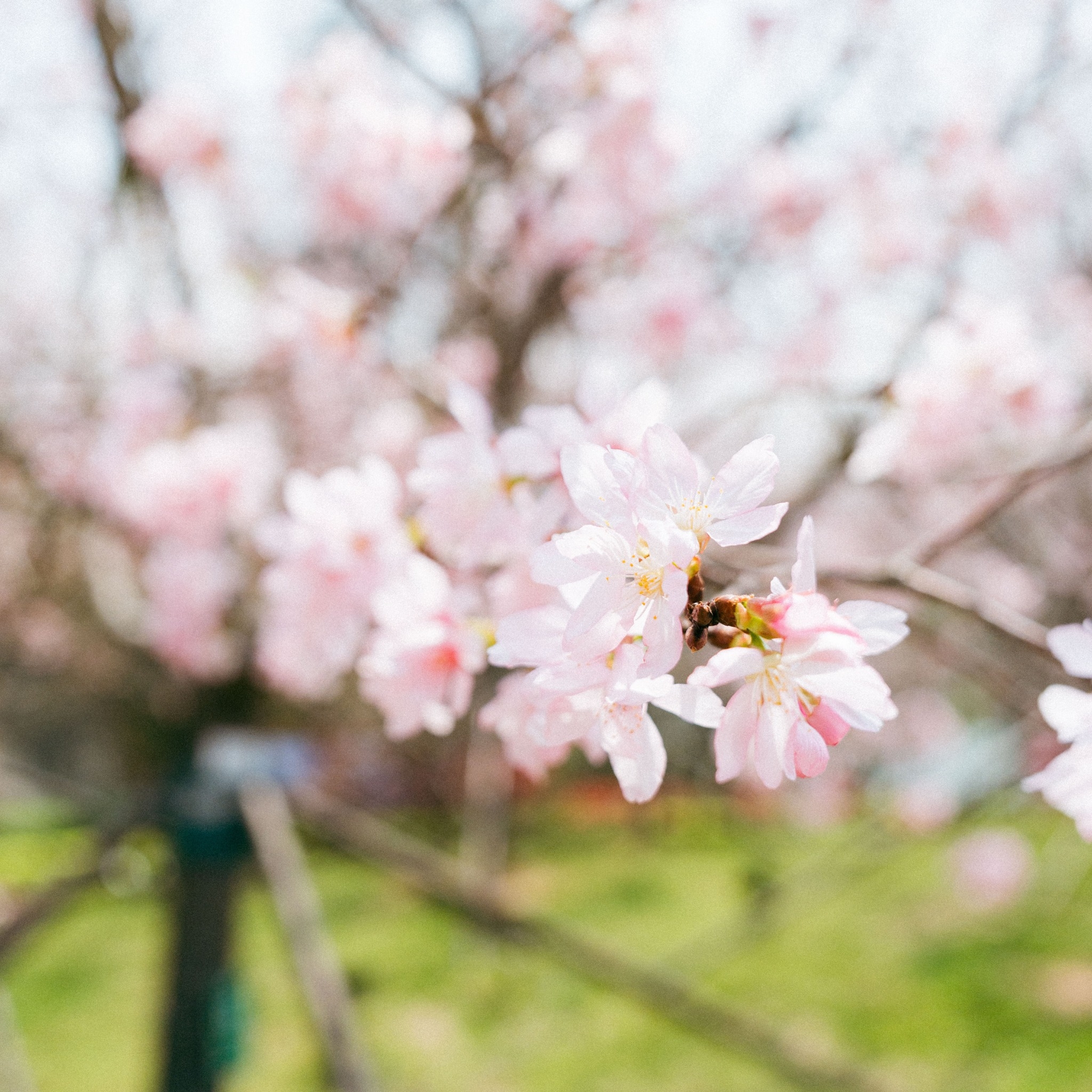 可能是核果樹的圖像