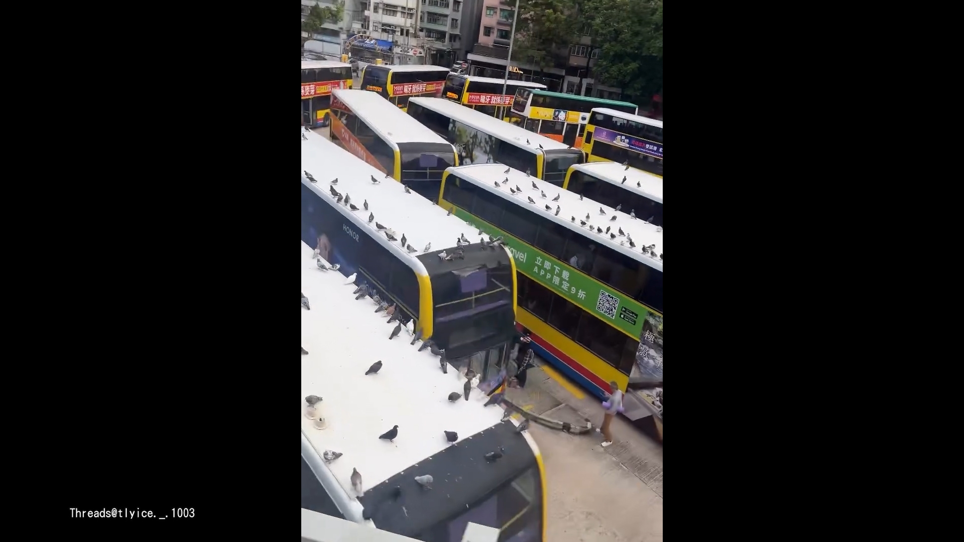 銅鑼灣摩頓台巴士總站驚現「雀鳥大軍」　網民：古菇固Gathering！