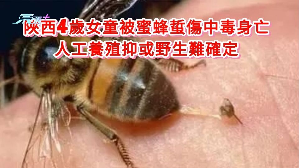 陜西4歲女童被蜜蜂蜇傷中毒身亡 人工養殖抑或野生難確定