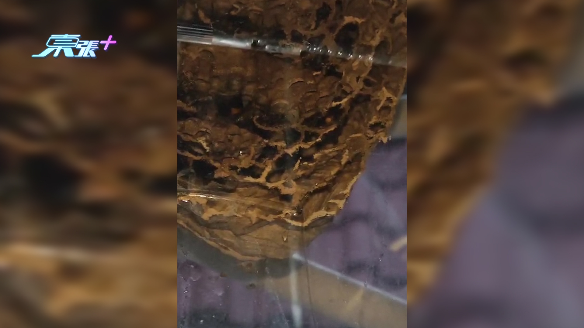 東張西望報料｜上水村屋外驚現恐怖大蜂巢　事主求助無門報東張：已經好幾個月