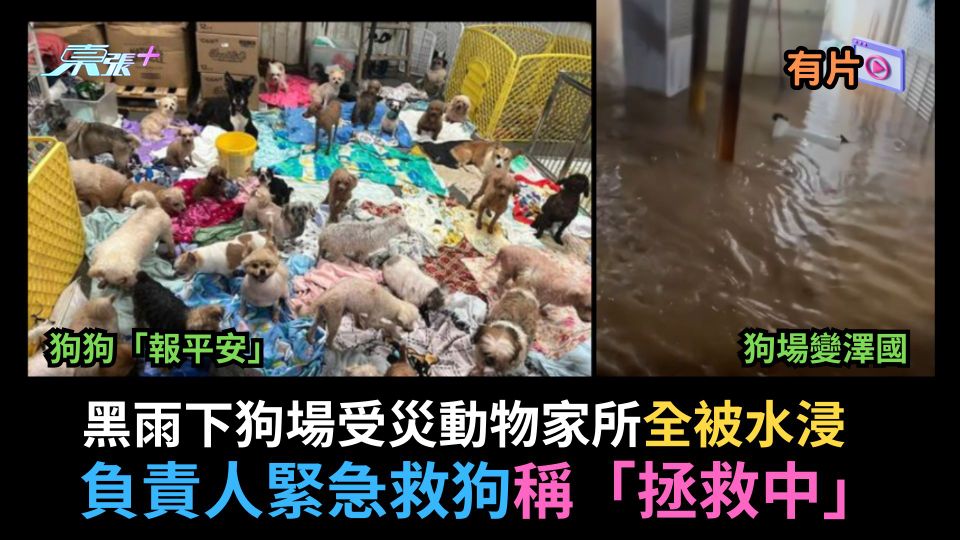 暴雨｜黑雨下狗場受災動物家所全被水浸　負責人緊急救狗：拯救中