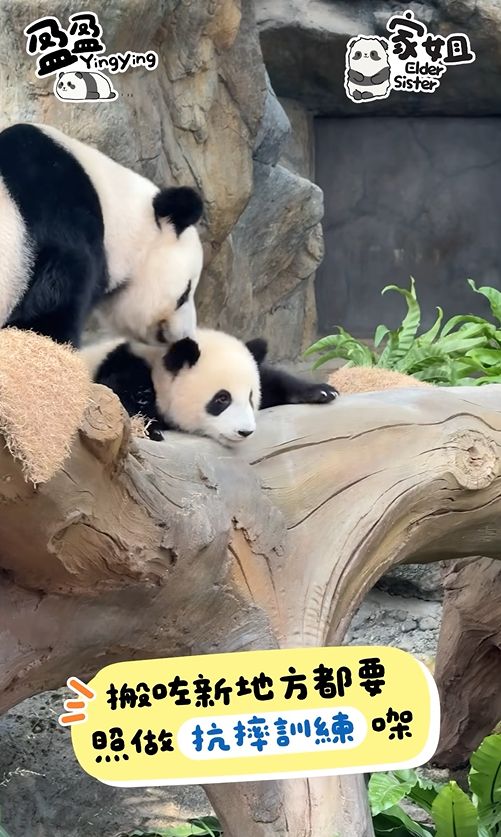 港產大熊貓｜龍鳳胎家姐叫「加加」　細佬叫「得得」　寓意具備中國人崇尚美德
