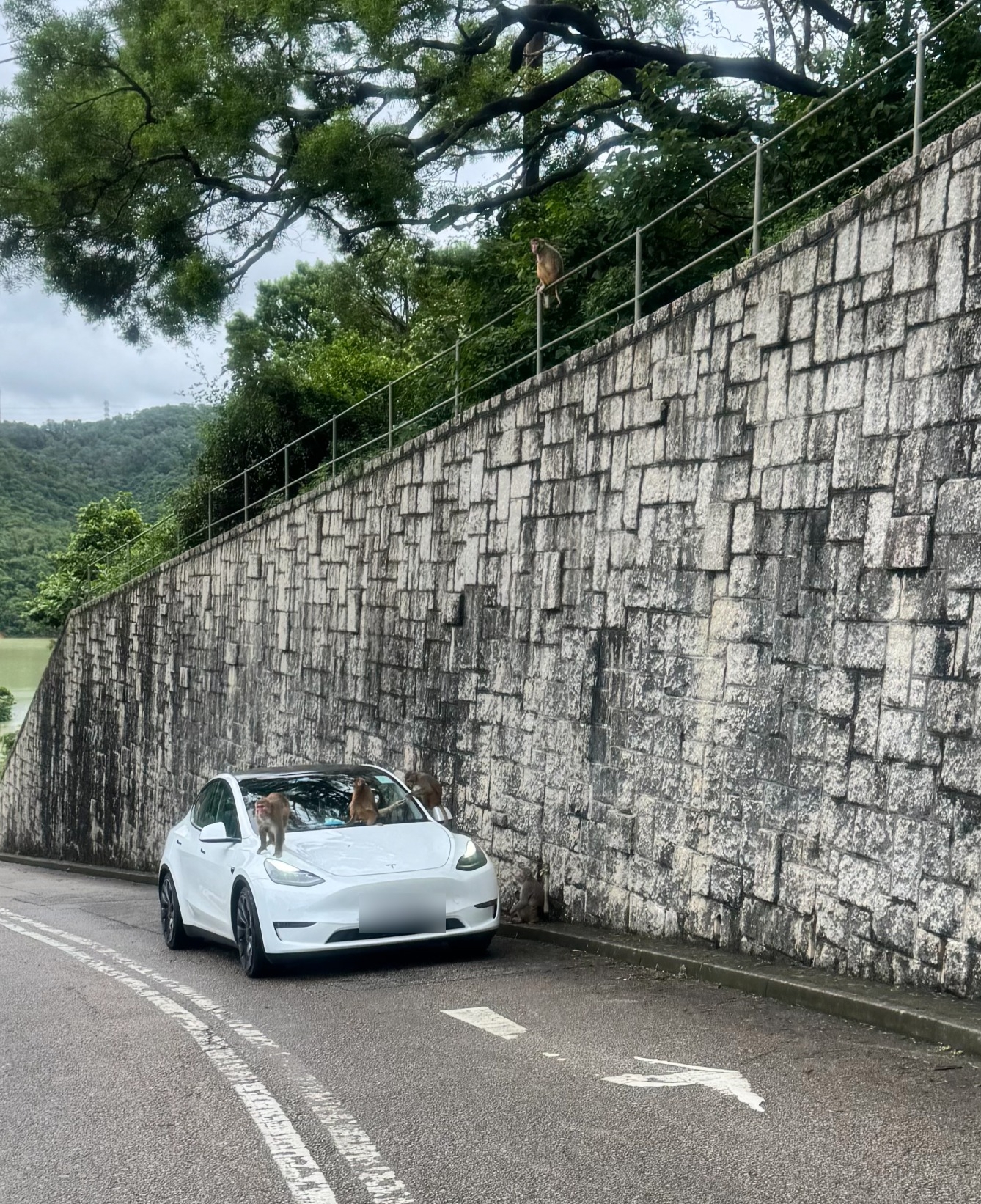 東張西望報料｜市民駕車開車窗派食物「非法餵猴」　行山人士憂猴群變主動襲人 （觀眾吳小姐報料提供）