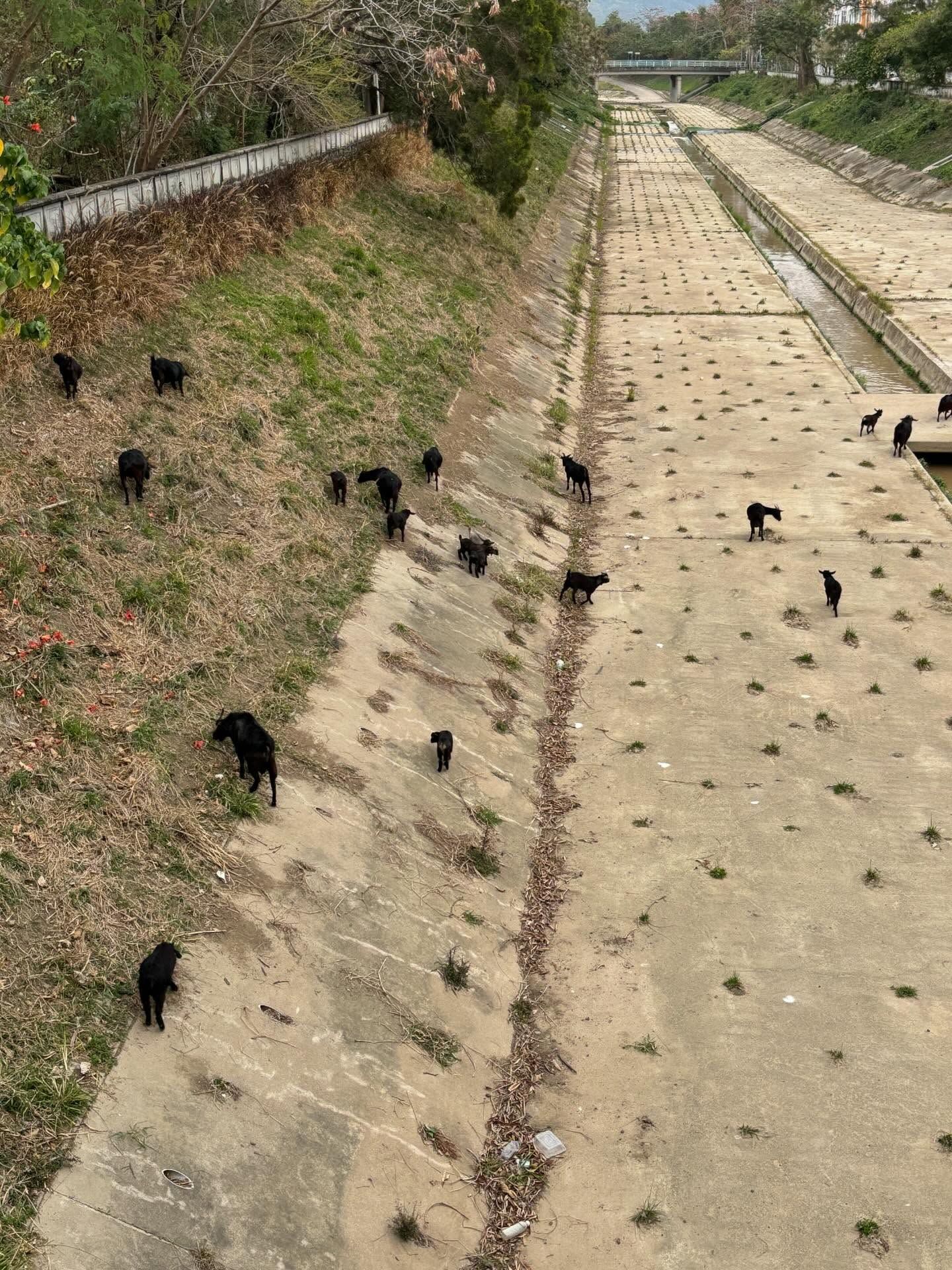 香港有「羊咩咩」出沒！