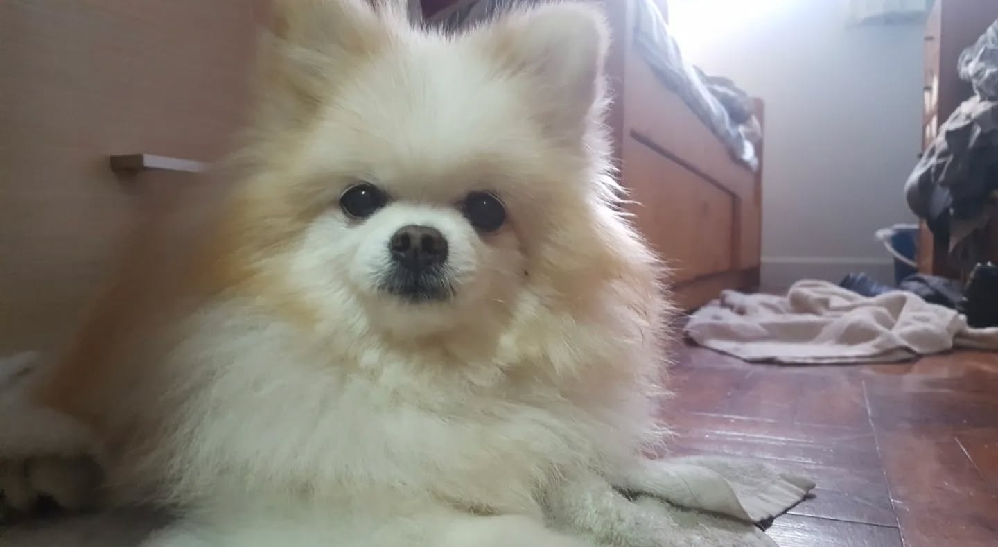 樓主愛犬。（Threads圖片／@williamluke_lcfc）