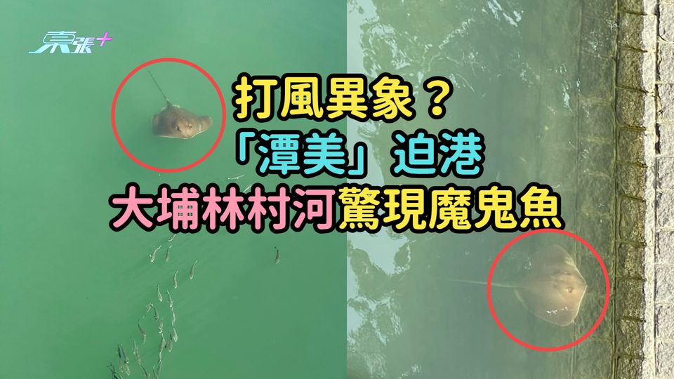 打風異象？「潭美」迫港大埔林村河驚現魔鬼魚  