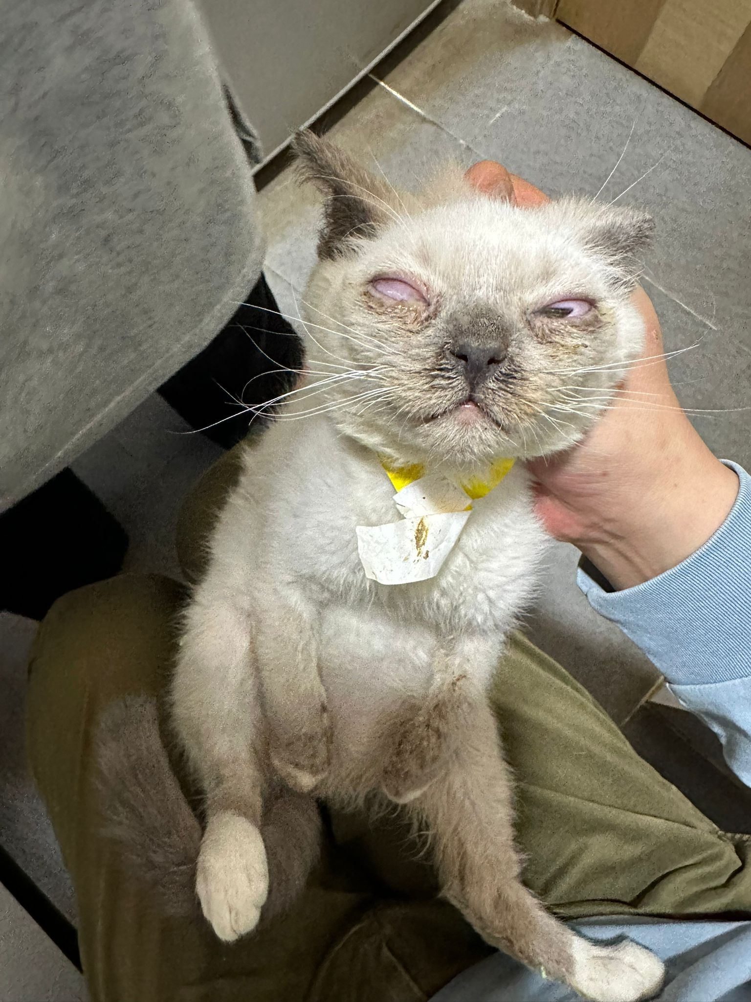 東張西望報料｜大廈門前密封紙箱竟藏5隻暹羅貓B？義工報《東張》揭發：猶如謀殺 (報料人提供東張)