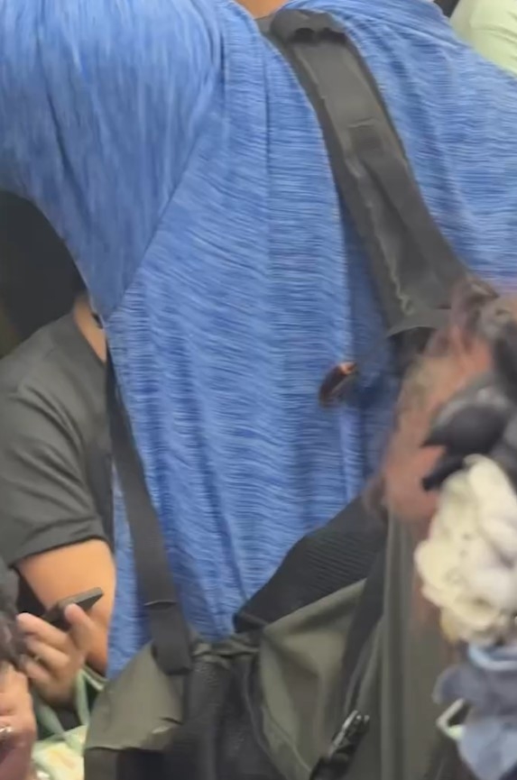 男子帶「寵物」坐港鐵　身上黏曱甴好恐怖被指：寵物免費坐車