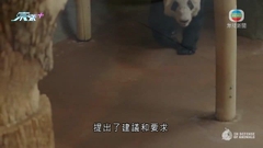 中國專家組初步判定旅美大熊貓樂樂死於心臟病變
