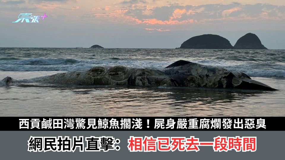 西貢鹹田灣驚見鯨魚擱淺！屍身嚴重腐爛發出惡臭　網民拍片直擊：相信已死去一段時間