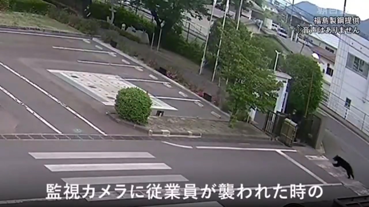 一名男員工在製鋼工廠外，突然遭一隻野熊撲上。（Threads影片截圖／@osakapleb）