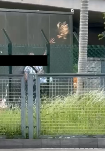 東張西望報料｜宋皇臺公園婆婆大玩「仙女散花」，麵包碎撒地下影響衛生。(讀者報料／影片截圖)