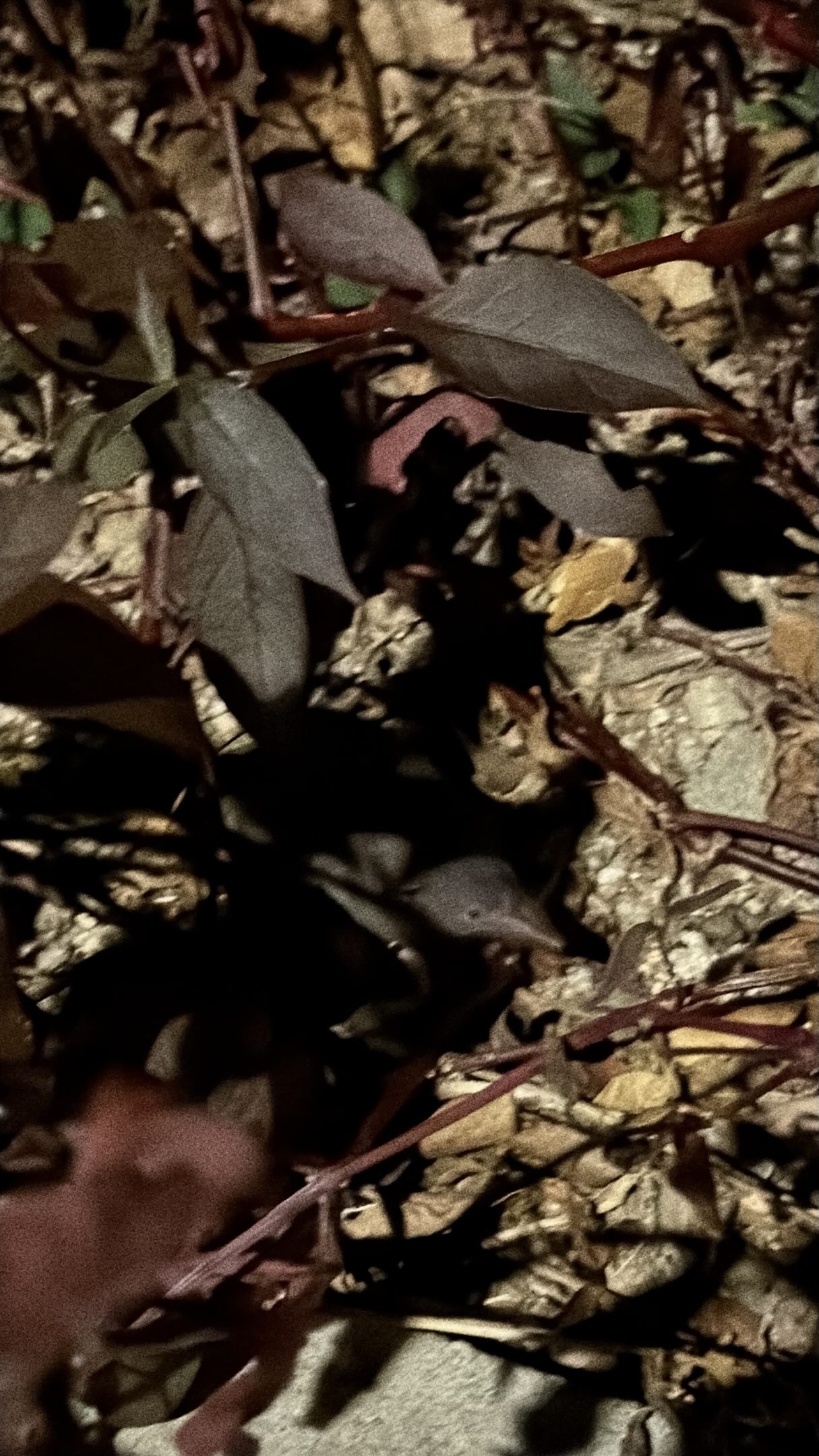 近日有市民在將軍澳拍攝到一隻外形細小、長吻尖嘴的灰色動物，並將照片上載至社交平台，詢問「有冇動物達人知道呢隻係咩生物？唔係平時見到的老鼠」。