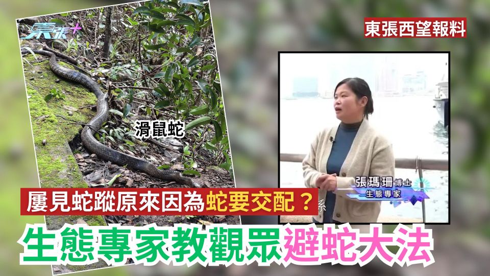 東張西望報料｜屢見蛇蹤原來因為蛇要交配　生態專家教觀眾避蛇大法