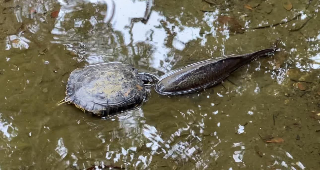 九龍公園水池大清洗「疑抽乾水」，康文署證3條魚缺水慘死。（龜途Facebook）