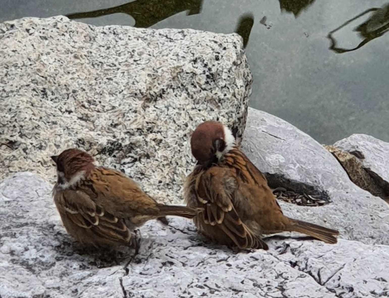元朗不只肉餅飯稱霸　麻雀聚居數冠全港　觀鳥會：香港有約22萬隻麻雀