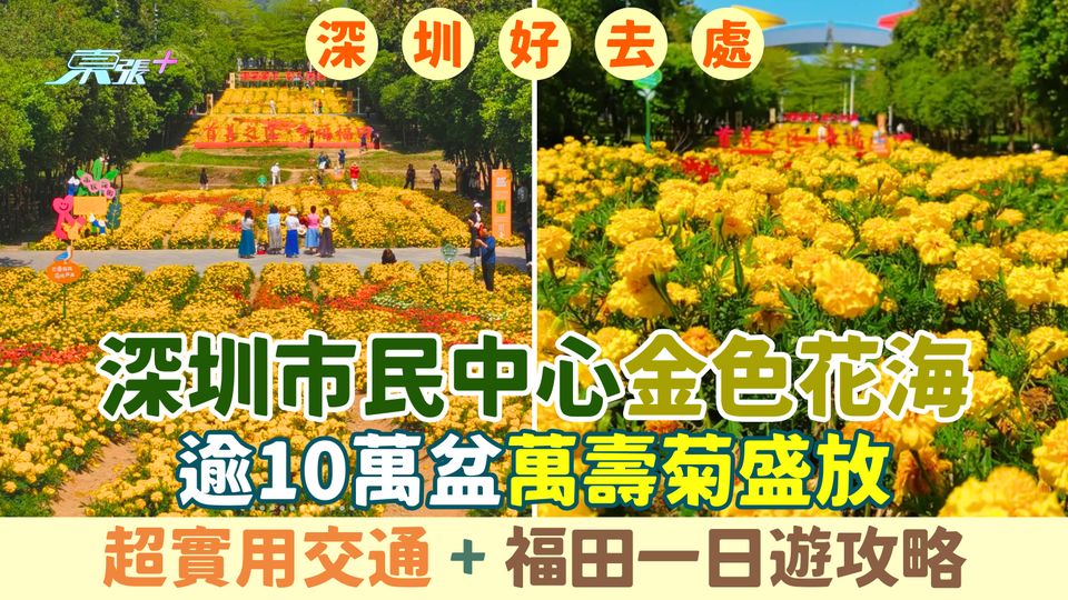 深圳好去處｜2026深圳市民中心金色花海免費入場 逾10萬盆萬壽菊盛放 超實用交通＋福田一日遊攻略