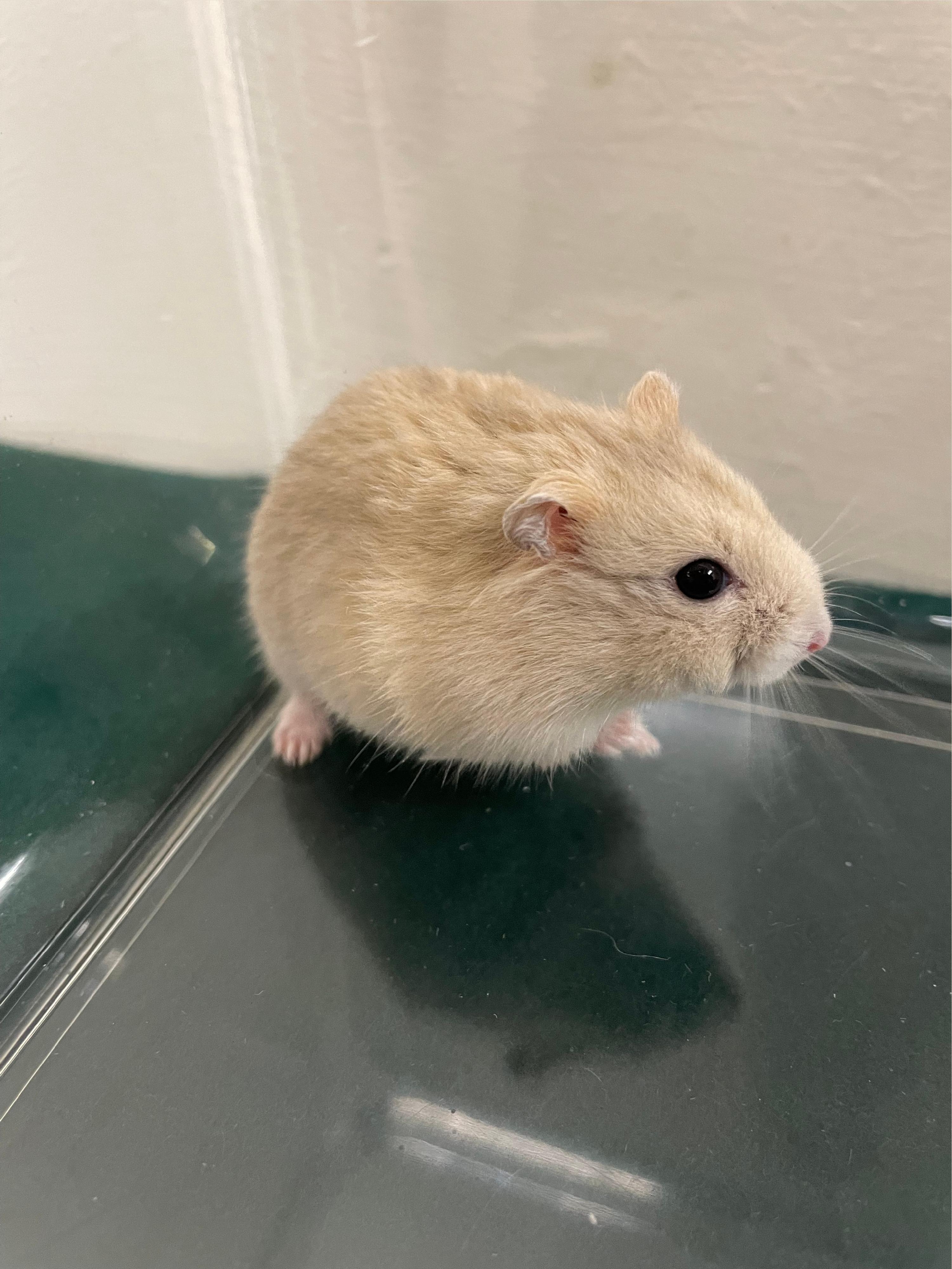 圖示檢獲的其中一隻懷疑非法進口倉鼠。（海關圖片）