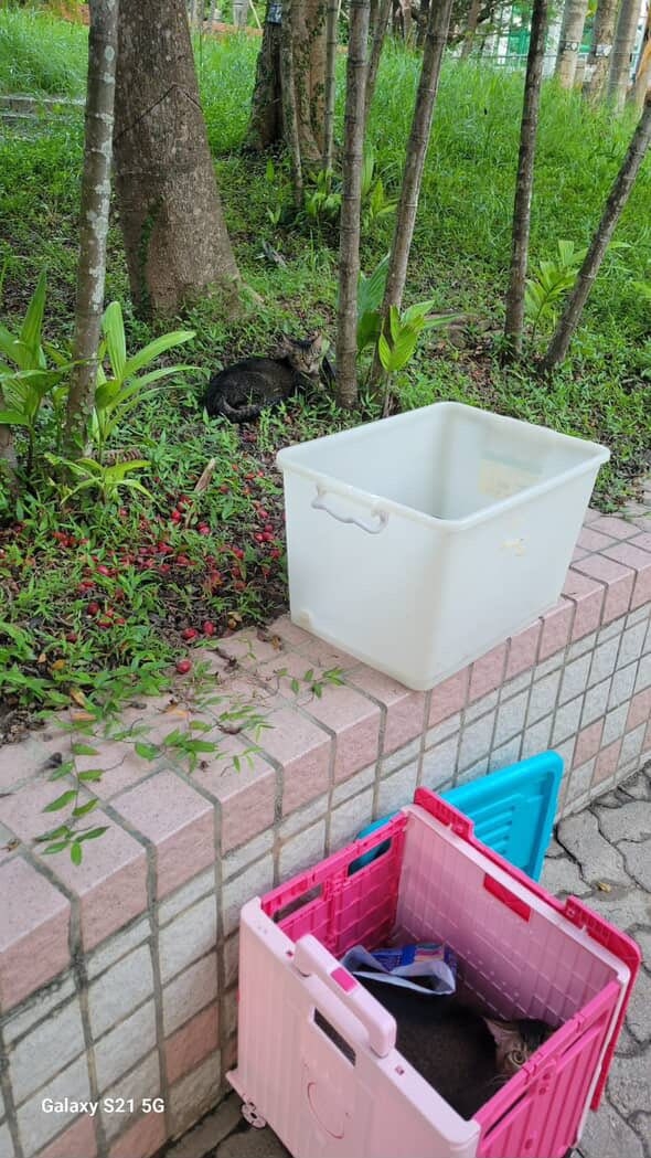 颱風樺加沙｜屯門狠心主人八號波前夕「棄養3貓」　動物組織：自私賤格 （FB@阿虎愛屁）