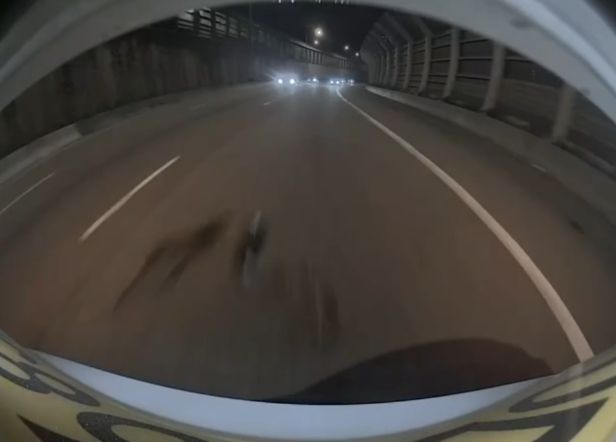 屯門公路深夜「蛇出沒注意」