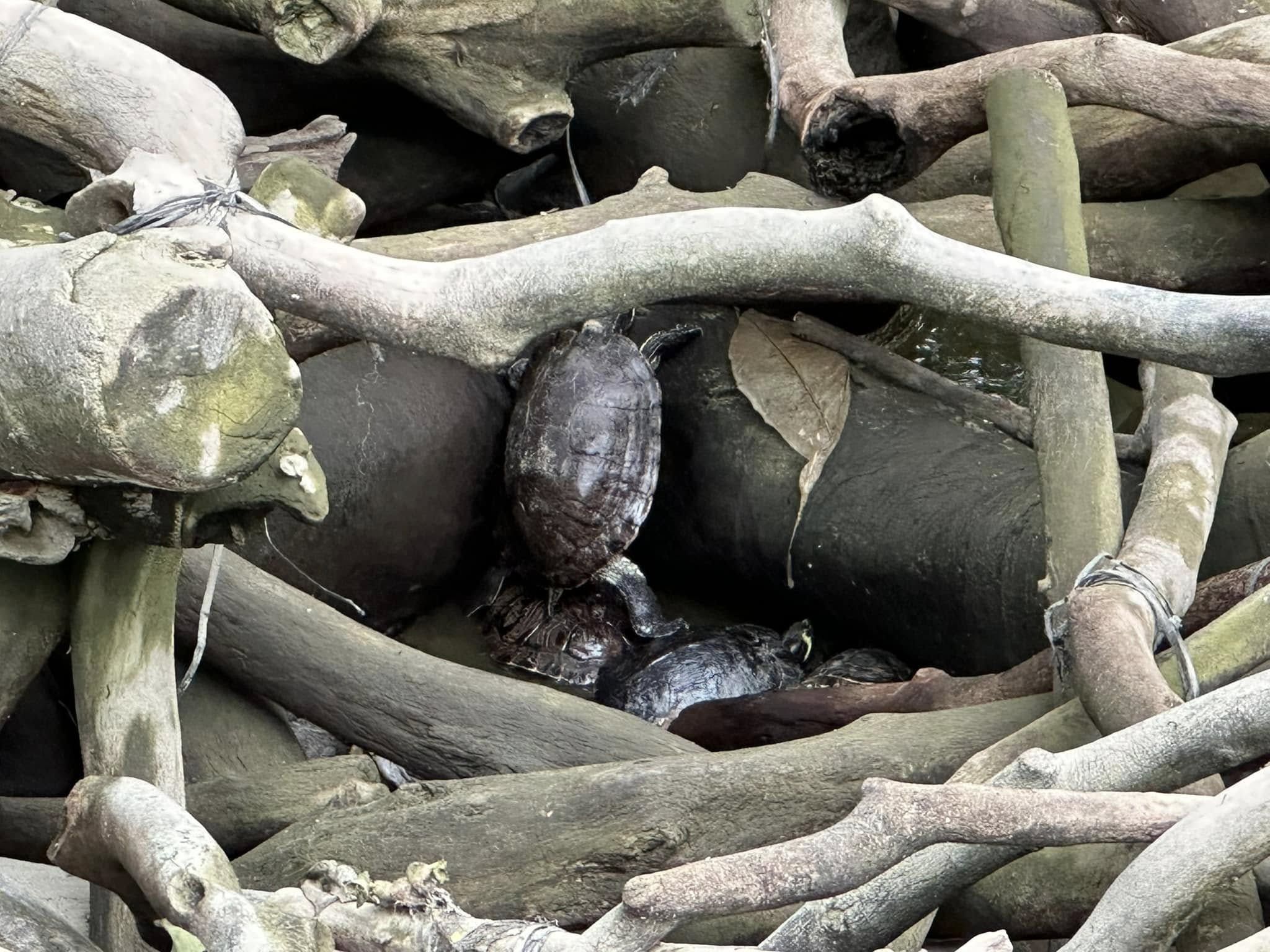 九龍公園水池大清洗「疑抽乾水」，康文署證3條魚缺水慘死。（龜途Facebook）