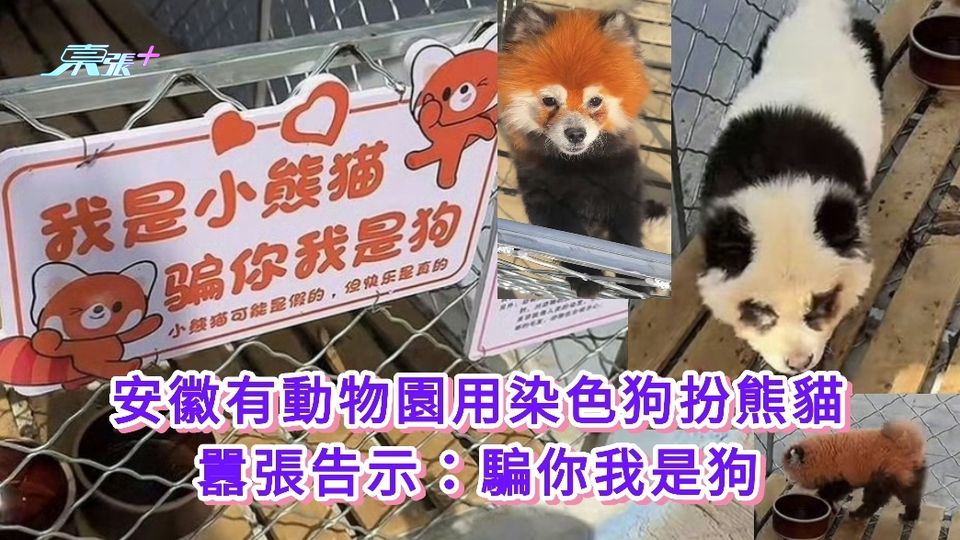 安徽有動物園用染色狗扮熊貓 囂張告示：騙你我是狗