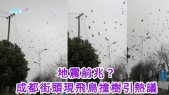 地震前兆？ 四川成都街頭現飛鳥撞樹引熱議