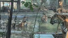 四川多地錄逾40度高溫 成都動物園為動物提供「消暑套餐」
