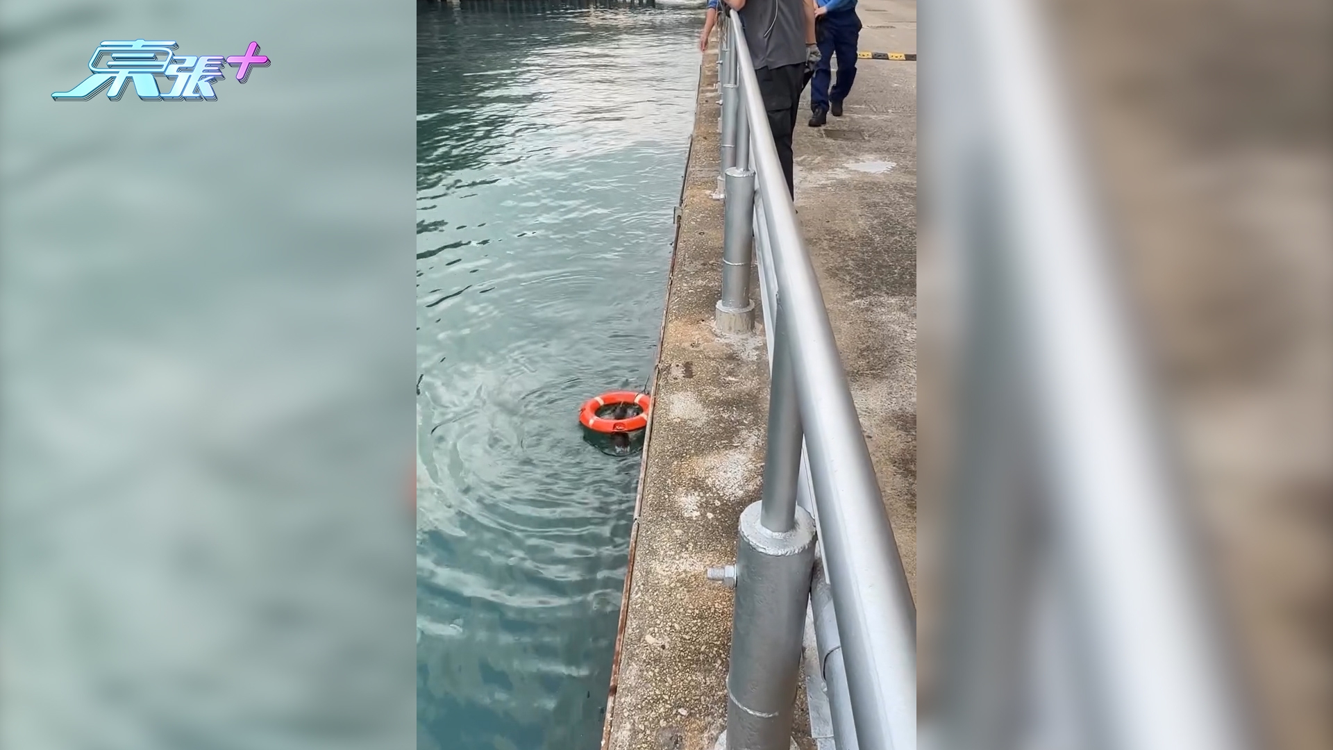 北角小野豬墮海　水面漂浮一度無法返岸邊　消防救起送往嘉道理農場