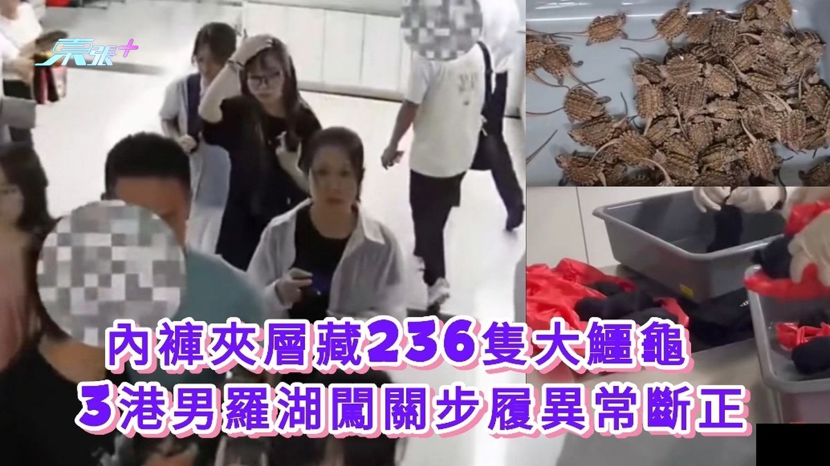 有片｜內褲夾層藏236隻大鱷龜 3港男羅湖闖關步履異常斷正